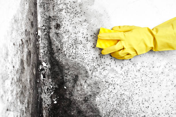 Best Residential Mold Removal  in Centerville, TN