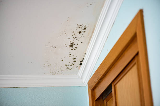 Trusted Centerville, TN Mold Removal Experts